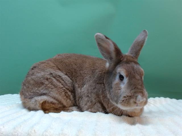 adoptable Rabbit in Gardena, CA named BUNNY