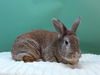adoptable Rabbit in  named BUNNY