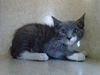 adoptable Cat in  named AEGIR