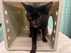 adoptable Cat in  named A5715973