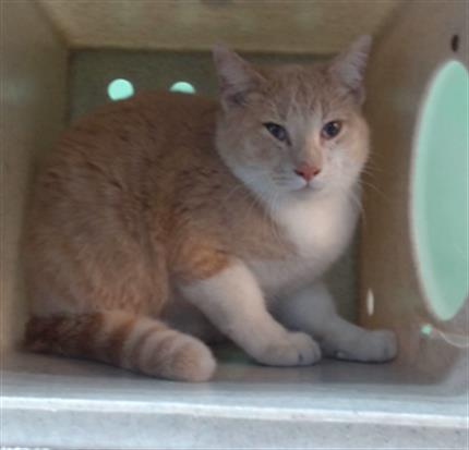 MOONA - Domestic Medium Hair available for adoption