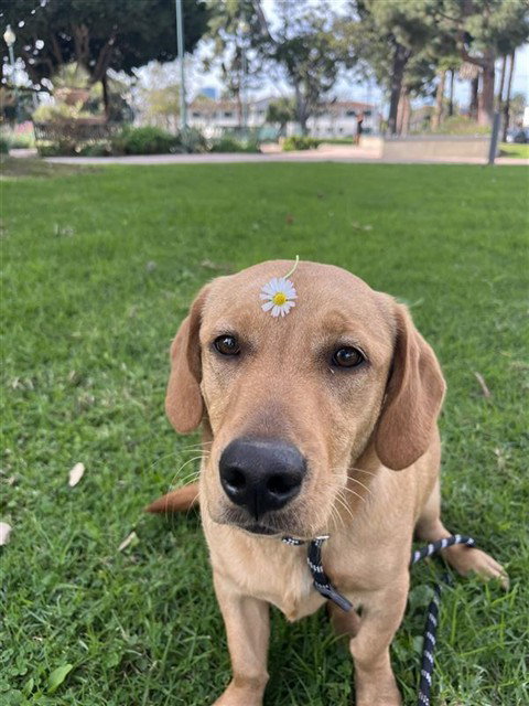 LENI - Basset Hound / Dachshund available for adoption