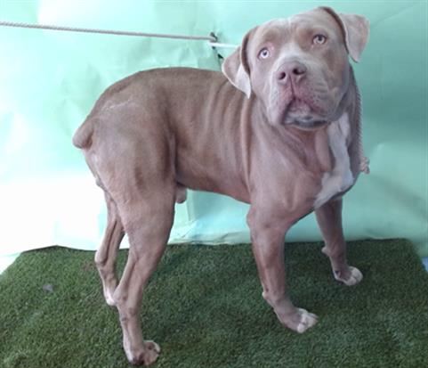 Pit Bull