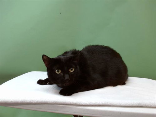 KURO, Adult Domestic Short Hair (medium coat), cat for adoption in Westminster, California