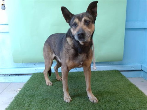 SANSON, an adoptable German Shepherd Dog in Gardena, CA
