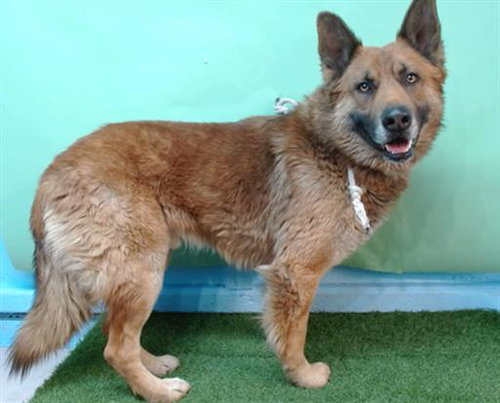 ROCKI, an adoptable German Shepherd Dog in Gardena, CA