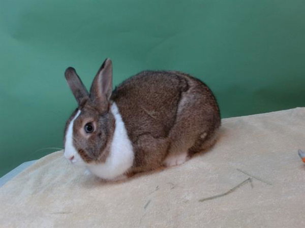 THUMPER