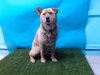 ROOFUS - Photo 1