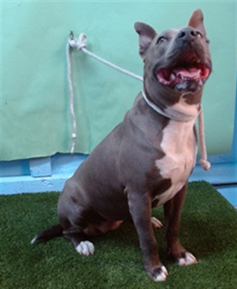 JW RANKIN, an adoptable Pit Bull Terrier in Gardena, CA