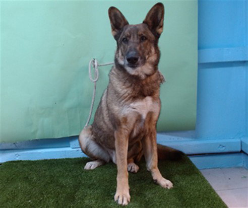 REX, an adoptable German Shepherd Dog in Gardena, CA