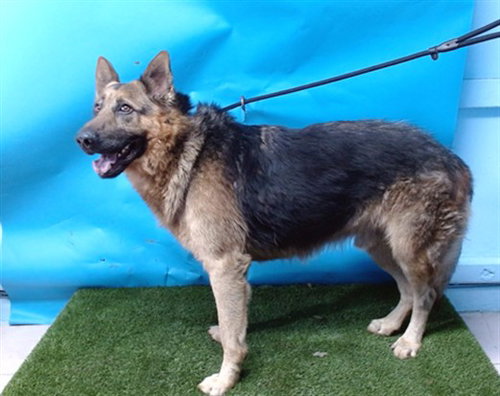 RUFUS, an adoptable German Shepherd Dog in Gardena, CA