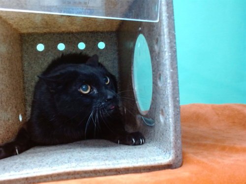 NUBBIN, an adoptable Domestic Medium Hair in Gardena, CA