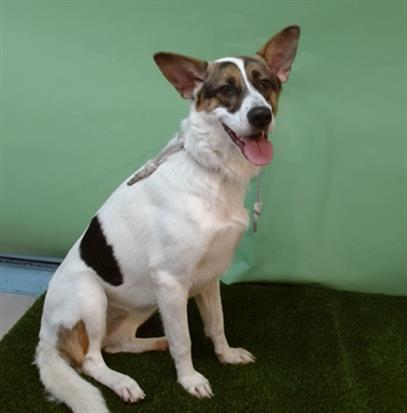 PEBBLES, an adoptable German Shepherd Dog in Gardena, CA