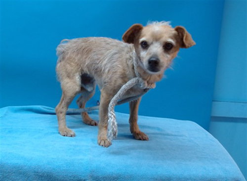 DANTE, an adoptable Chihuahua in Gardena, CA