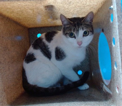 A5766164, an adoptable Domestic Short Hair in Gardena, CA