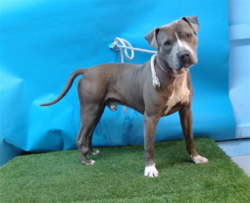 TAYLOR, an adoptable Pit Bull Terrier in Gardena, CA