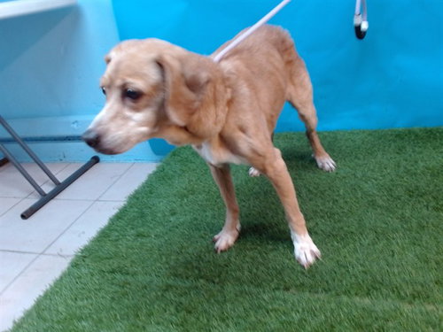 KING, an adoptable Cocker Spaniel in Gardena, CA