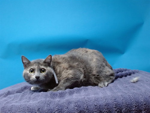 EMBER, an adoptable Domestic Short Hair in Gardena, CA