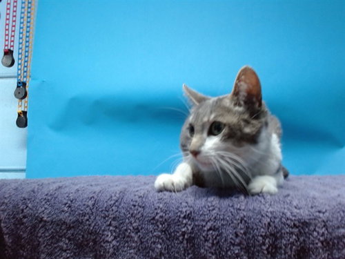 LOV-E, an adoptable Domestic Short Hair in Gardena, CA