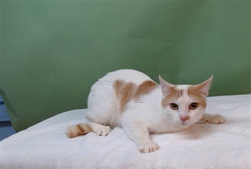 SIMBA, an adoptable Domestic Short Hair in Gardena, CA