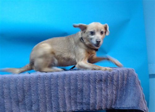 picture of the dog needing adoption