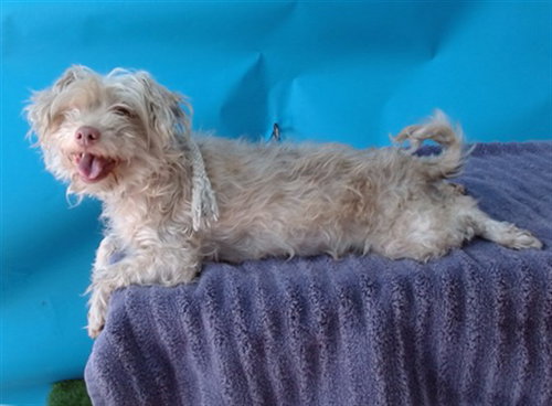 MAZE, an adoptable Terrier in Gardena, CA