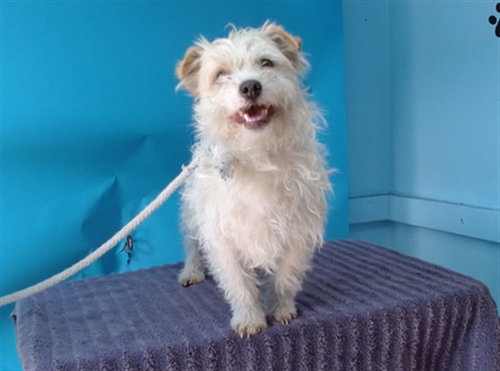 CLOUD, an adoptable Terrier in Gardena, CA