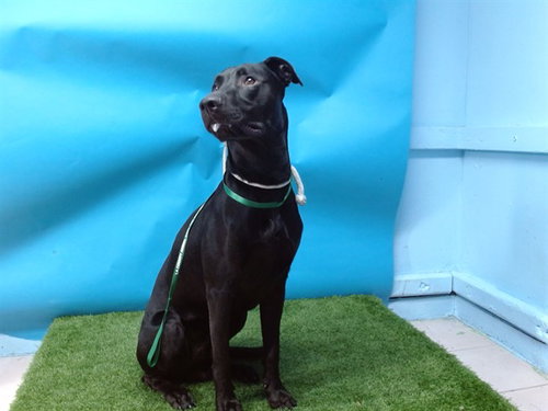 picture of the dog needing adoption