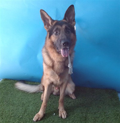 picture of the dog needing adoption