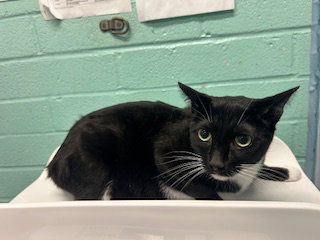 VELMA -COCO, Adult Domestic Short Hair (medium coat), cat for adoption in Westminster, California