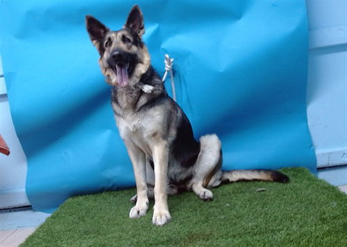 picture of the dog needing adoption