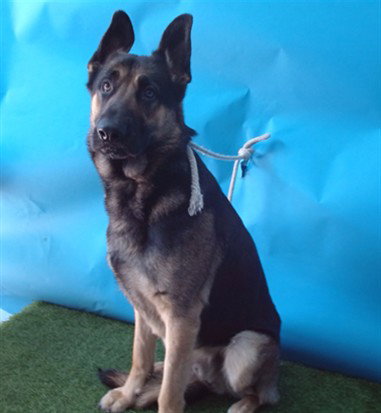 picture of the dog needing adoption