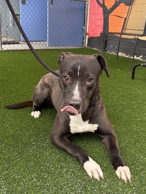 picture of the dog needing adoption