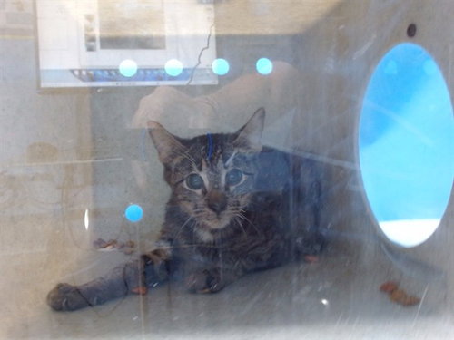 LARS, Young Domestic Short Hair (medium coat), cat for adoption in Westminster, California