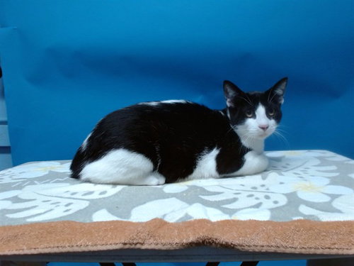 picture of the cat needing adoption