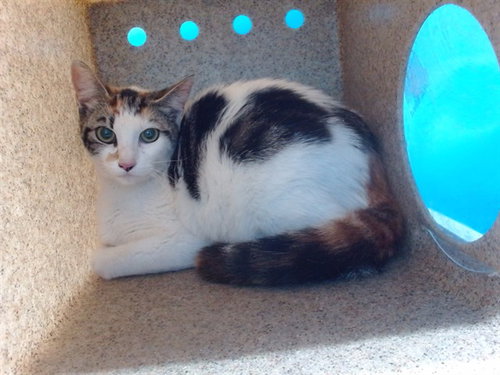 picture of the cat needing adoption