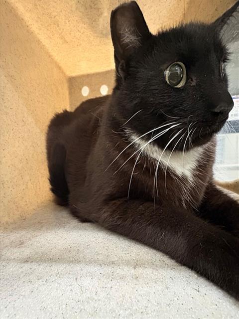 A5767489, Adult Domestic Short Hair (medium coat), cat for adoption in Westminster, California