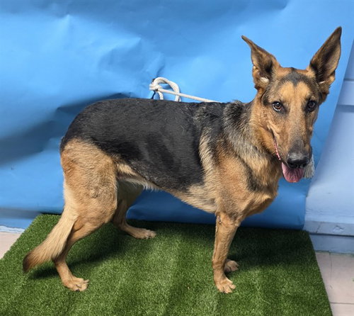 CARSON / JANEY, an adoptable German Shepherd Dog in Gardena, CA
