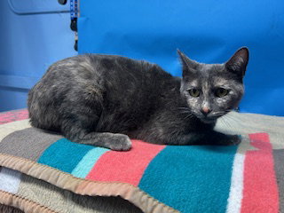 RASPBERRY, Adult Domestic Short Hair (medium coat), cat for adoption in Westminster, California