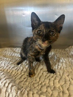 A5769620, Baby Domestic Short Hair (medium coat), cat for adoption in Westminster, California