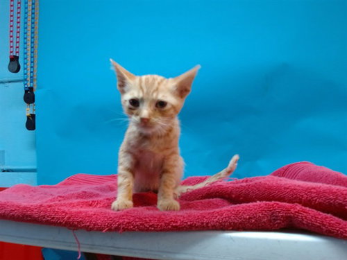 A5769628, Baby Domestic Short Hair (medium coat), cat for adoption in Westminster, California