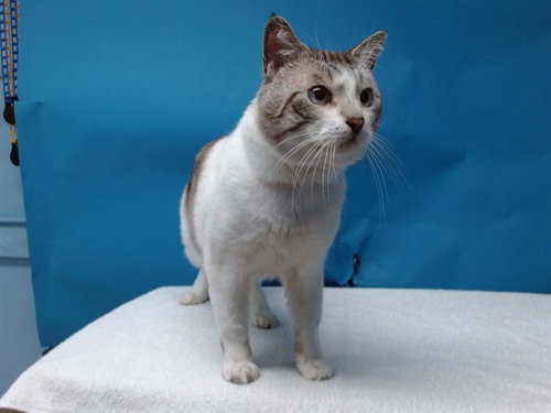 OSIRUS, Adult Domestic Short Hair (medium coat), cat for adoption in Westminster, California