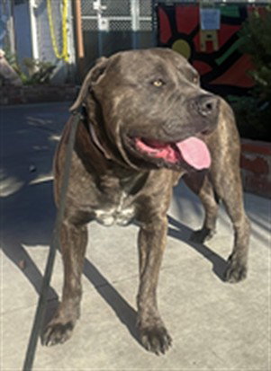 ARTIE, an adoptable Mastiff in Gardena, CA