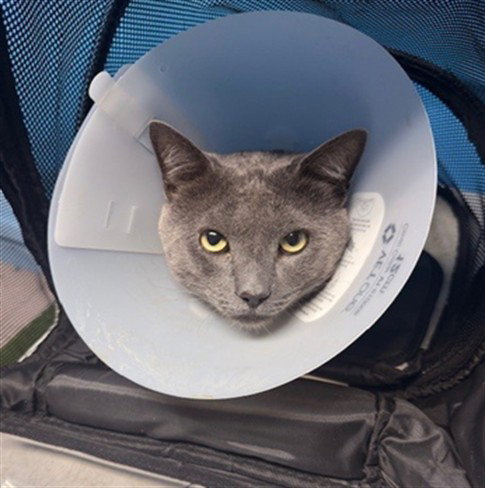 GIZMO, Adult Domestic Short Hair (medium coat), cat for adoption in Brea, California