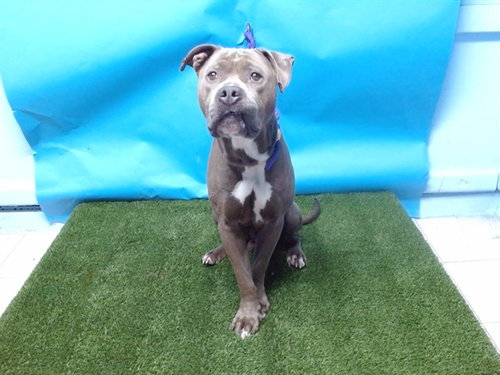 SMOKEY, an adoptable Pit Bull Terrier in Gardena, CA