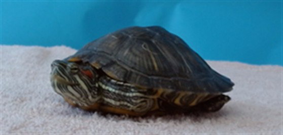 FRANKLIN
