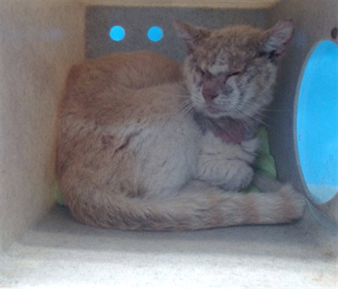 GARTH, Adult Domestic Short Hair (medium coat), cat for adoption in Alhambra, California