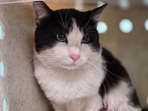 LEEROY, an adoptable Domestic Short Hair in Gardena, CA