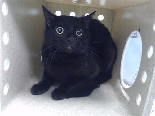 JAGGY, Adult Domestic Short Hair (medium coat), cat for adoption in Alhambra, California