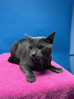 GIZMO, Adult Domestic Short Hair (medium coat), cat for adoption in Alhambra, California
